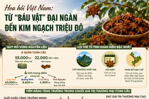 Hoa hồi Việt Nam: Từ "báu vật" đại ngàn đến kim ngạch triệu đô
