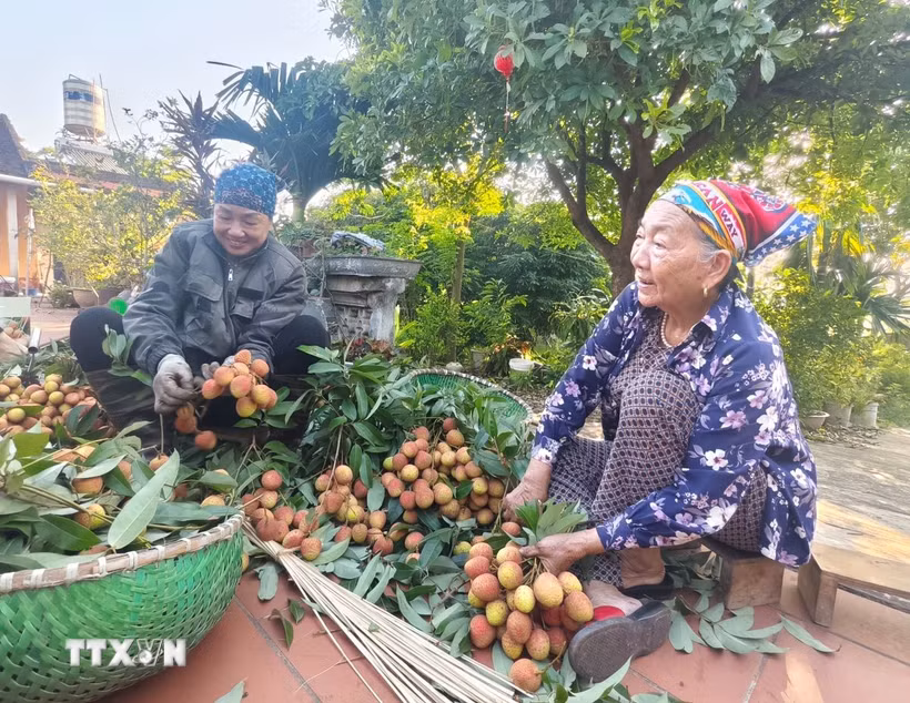 Nông dân Bắc Ninh thu hoạch vải thiều. (Ảnh: Thanh Thương/TTXVN)