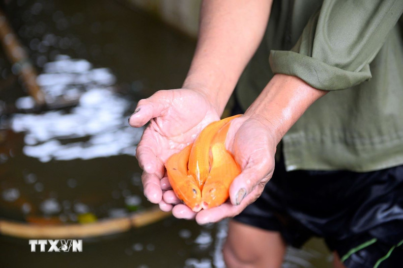 Đến chiều 22 tháng Chạp, hầu như cá ở các ao ở Tân Cổ đã được bán hết, nhiều ao có cá to, đẹp đã cháy hàng từ sáng. (Ảnh: Hoa Mai/TTXVN)