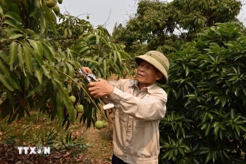 Ông Vũ Đức Nhuận ở thôn Thiệu Mỹ, xã Hà Đông, thành phố Hải Phòng chăm sóc vườn vải. (Ảnh: Mạnh Minh/TTXVN)