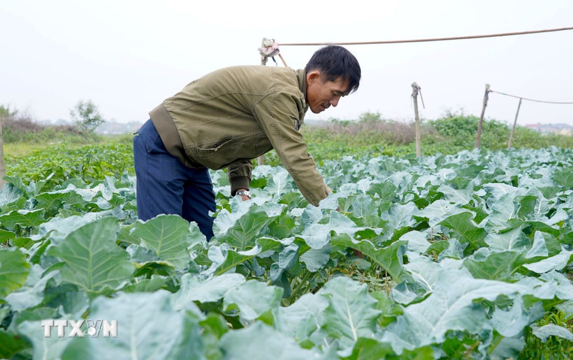 Nguyên nhân chính dẫn đến tình trạng “được mùa mất giá” là do thời tiết thuận lợi giúp rau phát triển nhanh, sản lượng tăng cao, trong khi thị trường tiêu thụ hạn chế, việc liên kết tiêu thụ chưa ổn định. (Ảnh: Thanh Thủy/TTXVN)