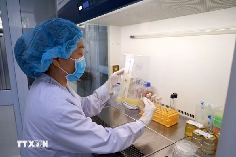 Kiểm nghiệm viên Trung tâm An toàn thực phẩm khu vực miền Trung (Viện Pasteur Nha Trang) kiểm tra mẫu thực phẩm. (Ảnh: Xuân Triệu/TTXVN)