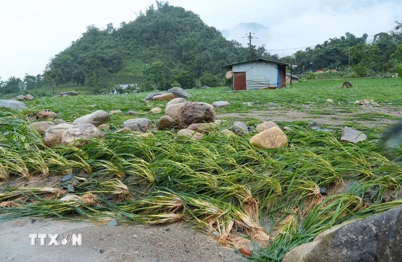 Nhiều khối đá lớn do nước lũ đưa về ngổn ngang trên diện tích lúa của người dân. (Ảnh: Quý Trung/TTXVN)