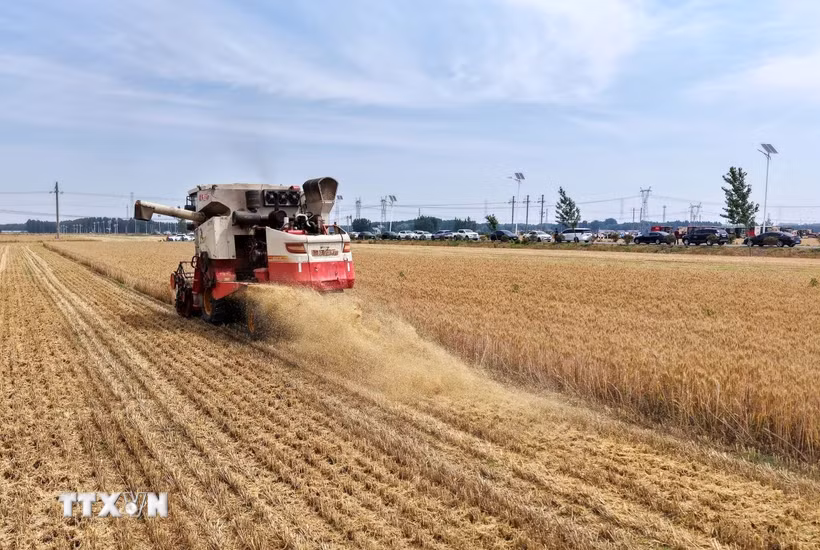 Siêu El Nino có thể gây cú sốc tăng giá lương thực toàn cầu đến năm 2028. (Ảnh minh họa: THX/TTXVN phát)