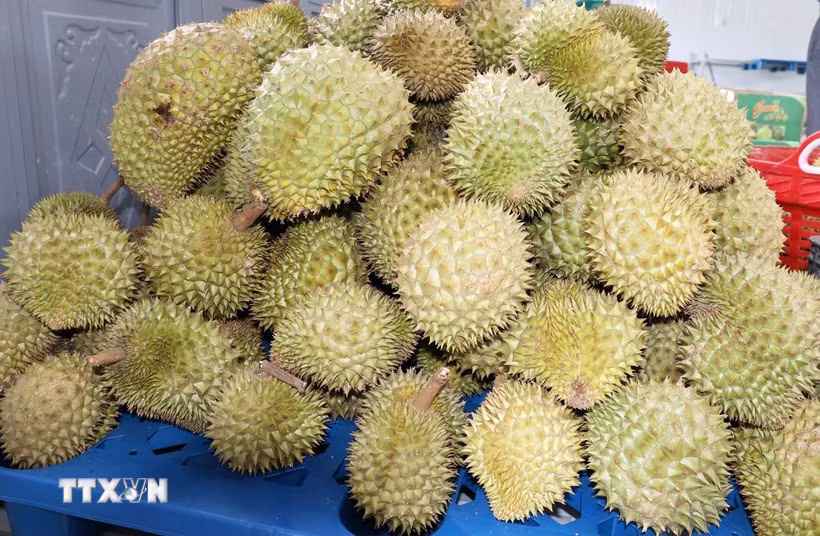 Sầu riêng hiện là ngành hàng chủ lực phục vụ xuất khẩu, mang lại thu nhập cao cho nhà vườn ở Đồng Tháp. (Ảnh: Hữu Chí/TTXVN)