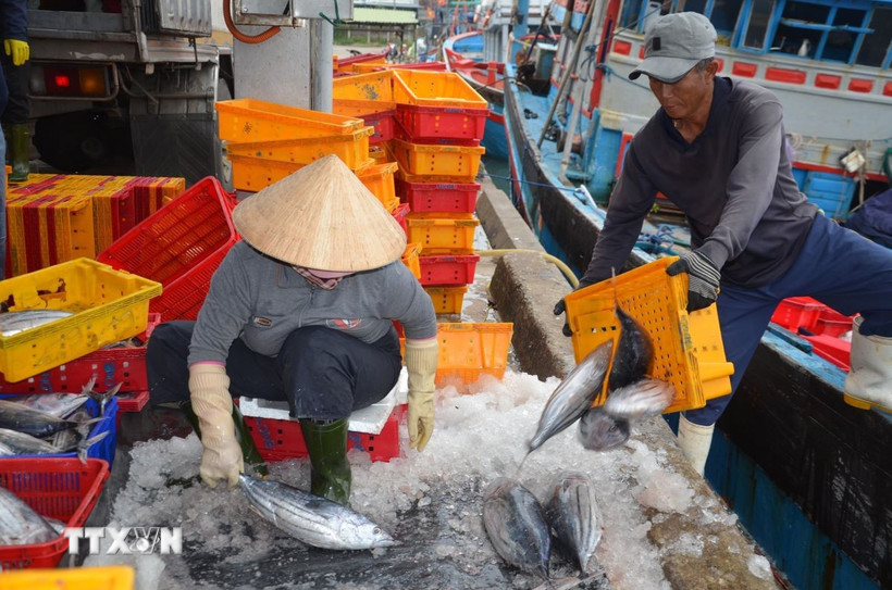Ảnh minh họa. (Ảnh: Đinh Hương/TTXVN)