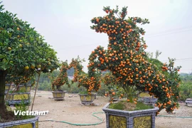 Quýt cảnh hình ngựa độc đáo sẵn sàng phục vụ người dân dịp Tết Bính Ngọ