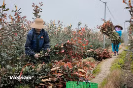 Vựa hoa lớn nhất Hà Nội tất bật thu hoạch hoa tươi cho ngày Quốc tế phụ nữ