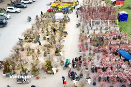 Không khí đón Xuân Bính Ngọ 2026 tràn ngập khắp phố phường Thủ đô 