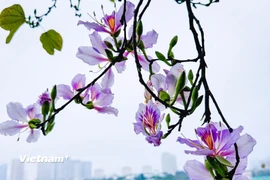 Khung cảnh lãng mạn khi hoa ban bung nở khoe sắc ven Hồ Tây