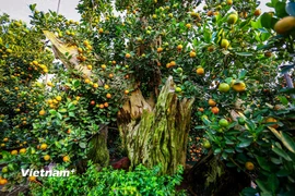 Quất gỗ lũa giá hàng chục triệu đồng "trình làng" chờ người dân đón về chơi Tết