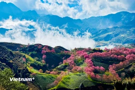 Rực rỡ sắc hoa mai anh đào tuyệt đẹp ở Sa Pa