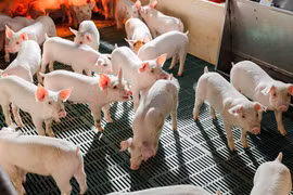 Nông nghiệp Hòa Phát đạt doanh thu 8.300 tỷ đồng năm 2025. (Ảnh: Vietnam+)