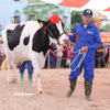 Ngành công nghiệp sữa phát triển đúng nghĩa phải có ngành chăn nuôi bò và gia súc đủ mạnh cho sữa phát triển. (Ảnh: Hùng Võ/Vietnam+)