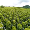 Diện tích trồng hồ tiêu của Hợp tác xã Nông nghiệp và Dịch vụ Nam Yang (xã Kon Gang, tỉnh Gia Lai) với 30ha đạt chứng nhận hữu cơ USDA (Mỹ). (Ảnh: Hồng Điệp/TTXVN)