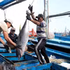Nhiều doanh nghiệp thủy sản đang thiếu thông tin về thị trường trong nước. (Ảnh minh họa. Nguồn: TTXVN)