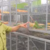 Cục Lâm nghiệp và Kiểm lâm phối hợp cùng các lực lượng kiểm tra cơ sở nuôi tại xã Thoại Sơn, tỉnh An Giang.