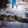Gà nhiễm virus cúm A/H5N6. (Ảnh minh họa. Nguồn ảnh: TTXVN)