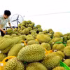Sầu riêng xuất khẩu được tập kết tại một vựa trái cây . (Ảnh: Hồng Đạt/TTXVN)