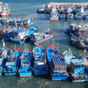 Truy xuất nguồn gốc thủy sản khai thác. (Ảnh minh họa. Nguồn: Vietnam+)