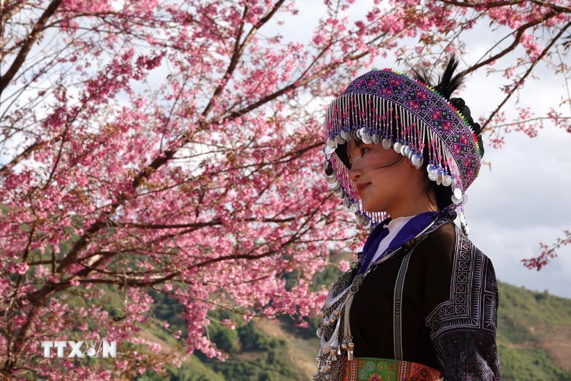 Những ngày này, du khách từ khắp nơi tìm về, tận mắt chiêm ngưỡng sắc hoa giữa đại ngàn. (Ảnh: Tuấn Anh/TTXVN)