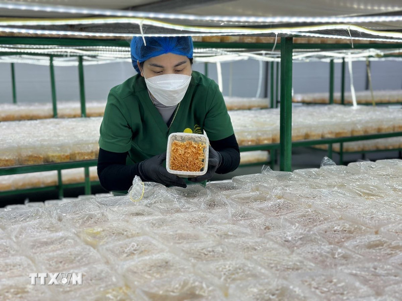 Hợp tác xã Nấm Tam Đảo luôn kiểm tra, theo dõi sự phát triển của các nấm đông trùng hạ thảo để đảm bảo chất lượng sản phẩm đến tay người tiêu dùng. (Ảnh: Nguyễn Thảo/TTXVN)