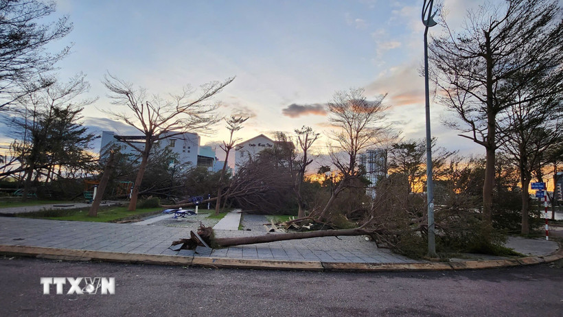 Gió mạnh khiến cây xanh và trụ điện ngã đổ hàng loạt ở Gia Lai (Ảnh: Sỹ Thắng/TTXVN)
