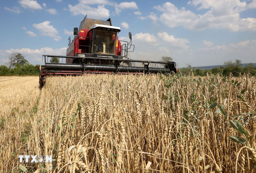 Nông dân thu hoạch lúa mỳ trên cánh đồng gần Kramatorsk, Ukraine. (Ảnh: AFP/TTXVN)