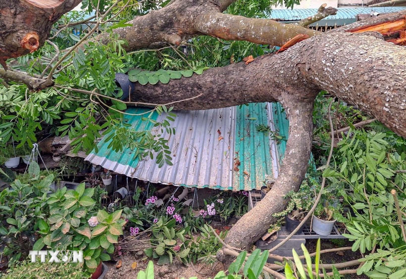Cây xanh bật gốc đè trúng cửa hàng bán chậu kiểng trên đường Lê Hồng Phong, quận Bình Thủy, thành phố Cần Thơ. (Ảnh: Thanh Liêm/TTXVN)