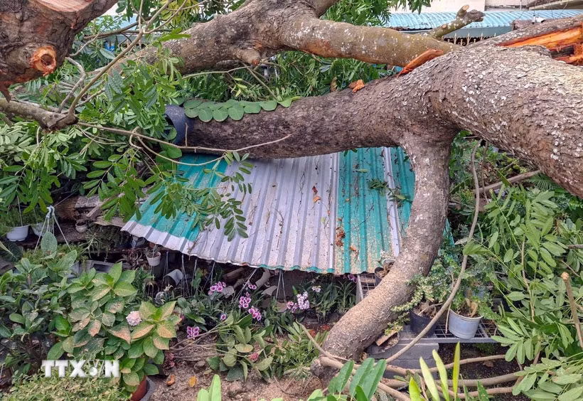 Cây xanh bật gốc đè trúng cửa hàng bán chậu kiểng trên đường Lê Hồng Phong, quận Bình Thủy, thành phố Cần Thơ. (Ảnh: Thanh Liêm/TTXVN)