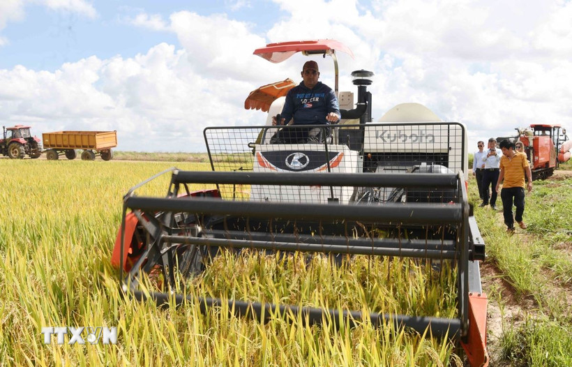Sản xuất lúa gạo, điểm sáng trong quan hệ hợp tác nông nghiệp Việt Nam-Cuba. (Ảnh: Việt Hùng/TTXVN)