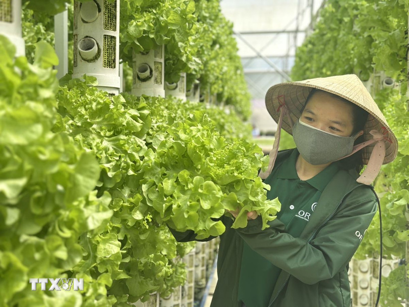 Những nhánh rau sạch tại nông trại Công ty Orla (vốn đầu tư và công nghệ Australia) ở xã Đạ Sar, huyện Lạc Dương, tỉnh Lâm Đồng. (Ảnh: Việt Đức/TTXVN)