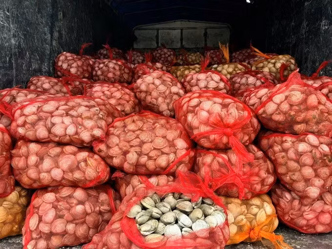 Đội Quản lý thị trường số 1 (Chi cục Quản lý thị trường tỉnh Quảng Ninh) kiểm tra và thu giữ 9,1 tấn ngao được đóng trong các túi lưới không rõ nguồn gốc xuất xứ trên địa bàn thành phố Móng Cái. (Ảnh: TTXVN phát)