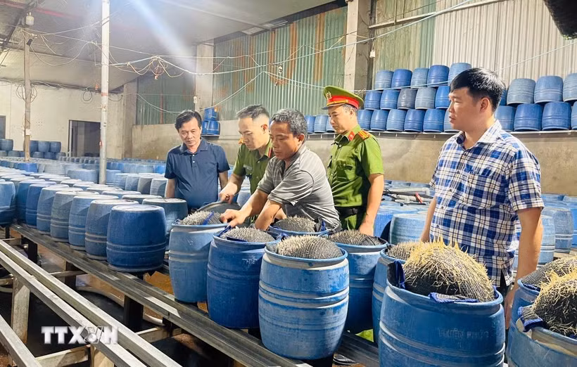 Lực lượng chức năng kiểm tra cơ sở sản xuất giá đỗ bằng hóa chất độc. (Ảnh TTXVN phát)