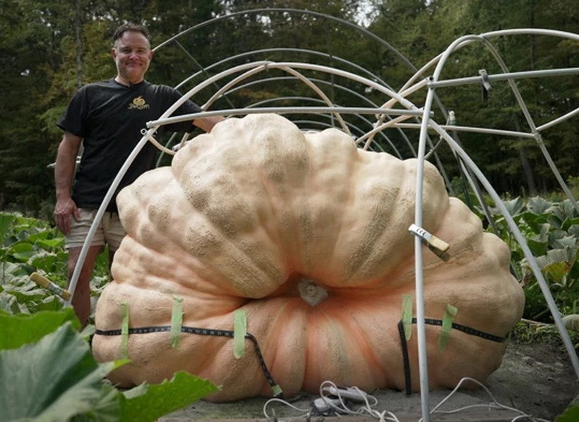 Quả bí ngô nặng 876kg đã thu hút sự chú ý trong dịp lễ hội mùa Thu. (Nguồn: AP)