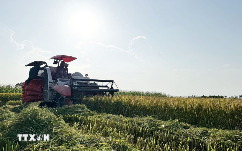 Máy gặt liên hợp giúp giảm sức lao động, tiết giảm chi phí đầu tư, tăng hiệu quả kinh tế. (Ảnh: Việt Hoàng/TTXVN)