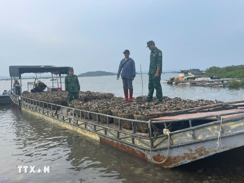 Số hàu đang vận chuyển vào Quảng Ninh thì bị lực lượng chức năng bắt giữ. (Ảnh: TTXVN phát)