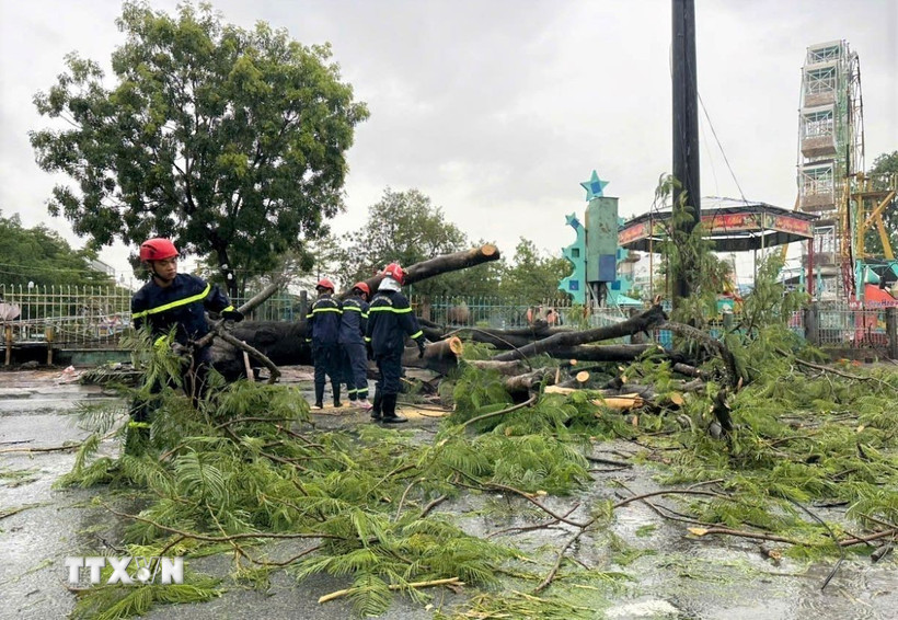 Hiện trường vụ cây xanh bị đổ khiến 2 người đi xe máy bị thương. (Ảnh: Huỳnh Anh/TTXVN)