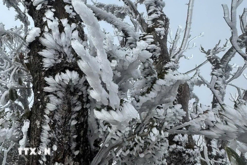 Xuất hiện băng giá ở miền núi phía Tây Nghệ An. (Ảnh: TTXVN)