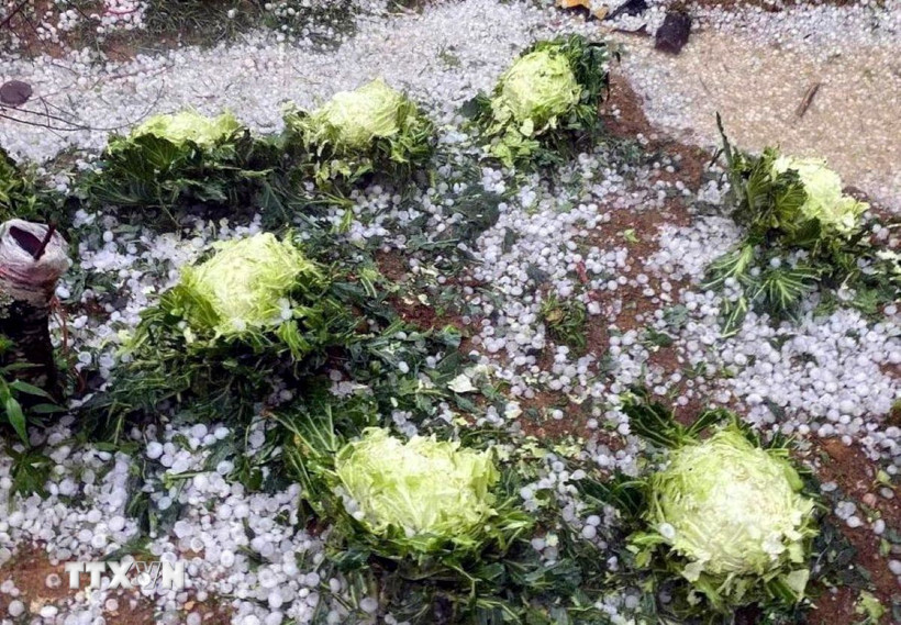 Ảnh minh họa. (Ảnh: TTXVN phát)