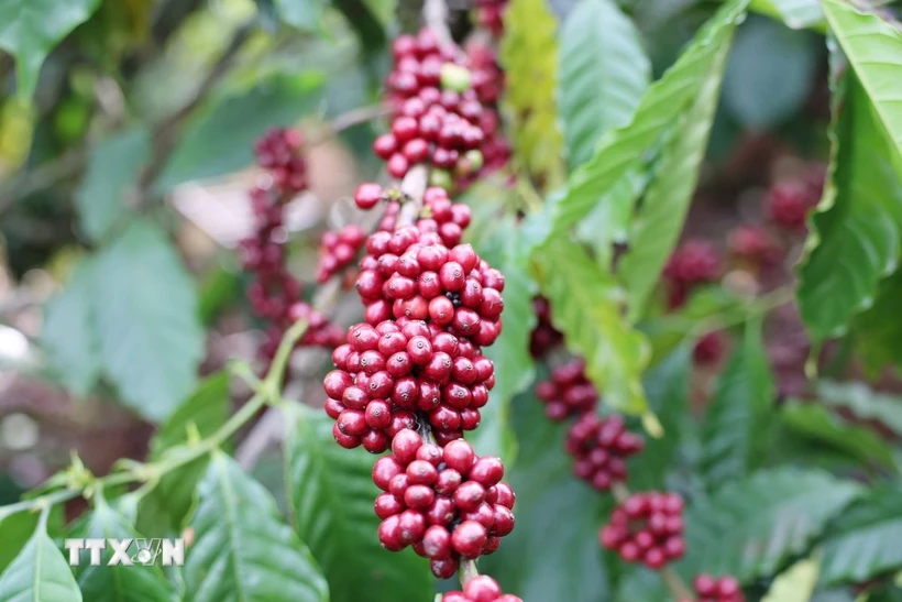 Càphê tại Đắk Lắk. (Ảnh: Hoài Thu/TTXVN)