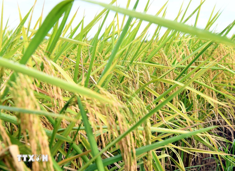 Mở rộng giá trị hệ sinh thái cho thương hiệu nông sản Việt Nam Giống lúa ST25. (Ảnh: Trung Hiếu/TTXVN)