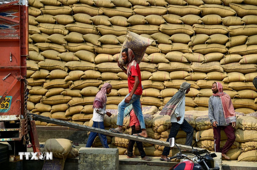 Công nhân vận chuyển gạo tại nhà kho ở Jalandhar, Ấn Độ. (Ảnh: ANI/TTXVN)