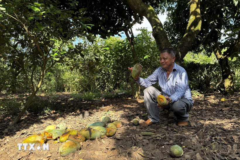 Xoài đến thời điểm thu hoạch nhưng gia đình ông Phạm Văn Tuyên (xã La Ngà, huyện Định Quán, Đồng Nai) buộc phải để chín rụng đầy gốc vì giá bán không đủ tiền công thu hái. (Ảnh: Lê Xuân/TTXVN)