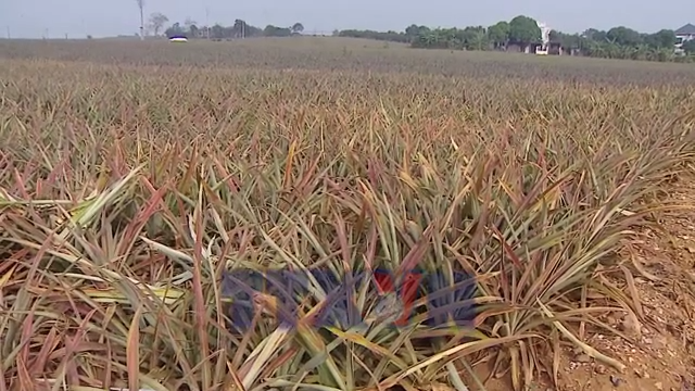 Hàng trăm ha dứa chết hàng loạt, nông dân nguy cơ mất trắng.