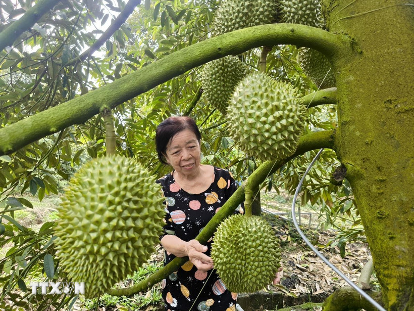 Cô Cao Thị Chiên, xã Tân Phú, tỉnh Vĩnh Long thăm vườn sầu riêng cho trái nghịch vụ sắp thu hoạch. (Ảnh: Huỳnh Phúc Hậu/TTXVN)