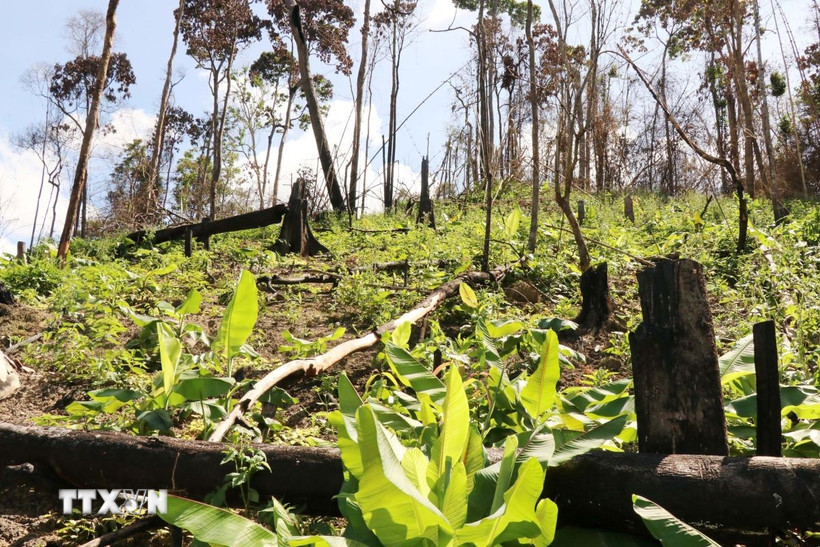 Các đối tượng thường phá rừng diện tích nhỏ, lẻ sau đó đốt cháy cây rừng để chiếm đất sản xuất. (Ảnh: Tuấn Anh/TTXVN)
