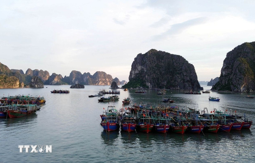 Các tàu đánh bắt hải sản tránh trú bão tại khu vực biển phường Hồng Gai, tỉnh Quảng Ninh. (Ảnh: Đức Hiếu/TTXVN)