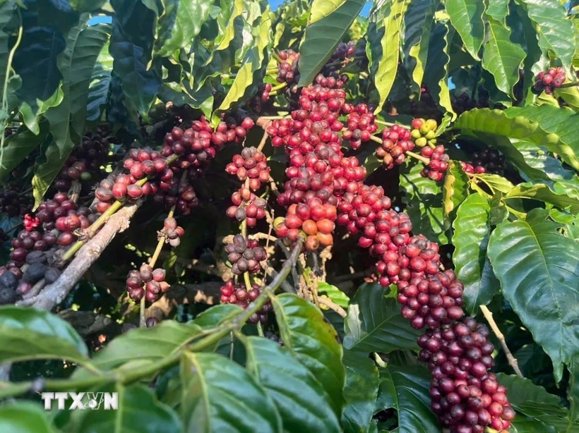 Càphê chín cho chất lượng vượt trội. (Ảnh: Hồng Điệp/TTXVN)