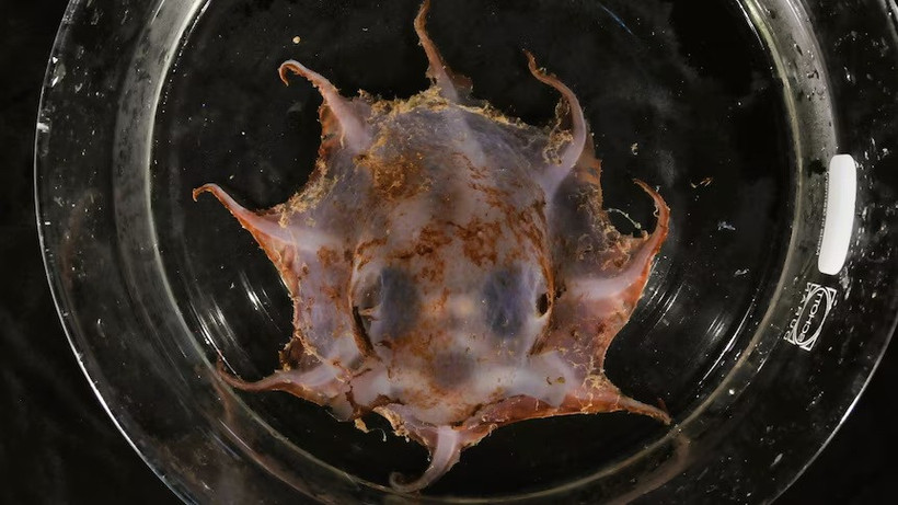 Loài bạch tuộc mới phát hiện được đặt tên là Opisthoteuthis carnarvonensis. (Nguồn: ABC News)